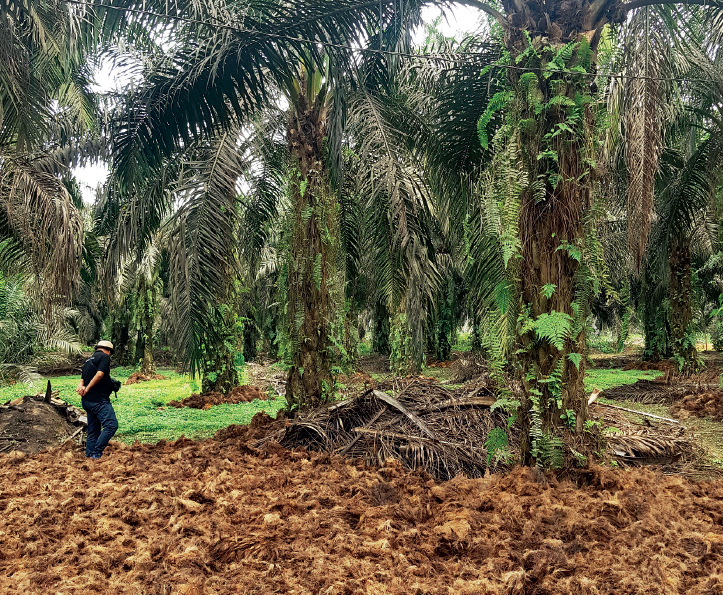 Palm Oil: Gearing up to face the EUDR